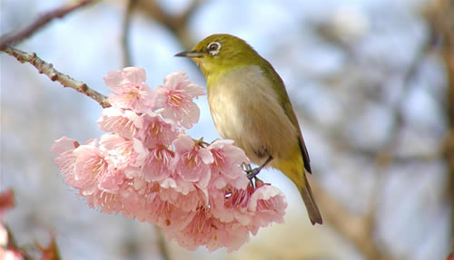 День весеннего равноденствия - 20 марта