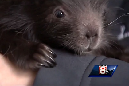 Грибник сделал кесарево сечение погибшему на шоссе дикобразу