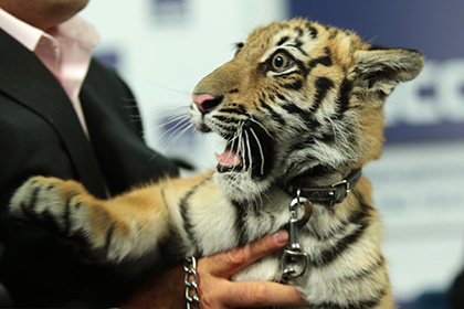 Новым героем «Спокойной ночи, малыши!» стал тигр Мур