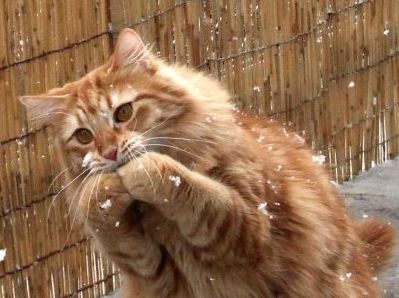 Полакомившийся на 60 тысяч рублей кот не вернулся на место преступления