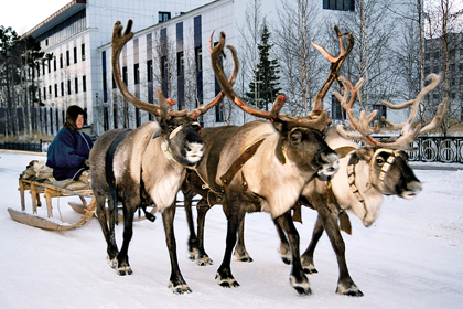 Погонщика оленей сразу после ДТП сбила машина