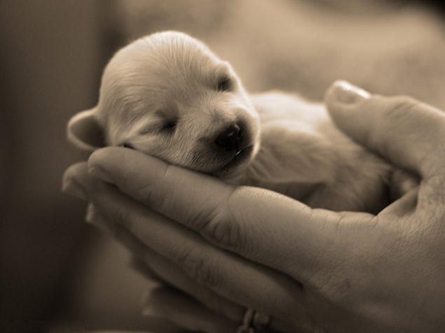 20 июня состоится Благотворительная Ярмарка от Группы бездомных животных г.Ачинска