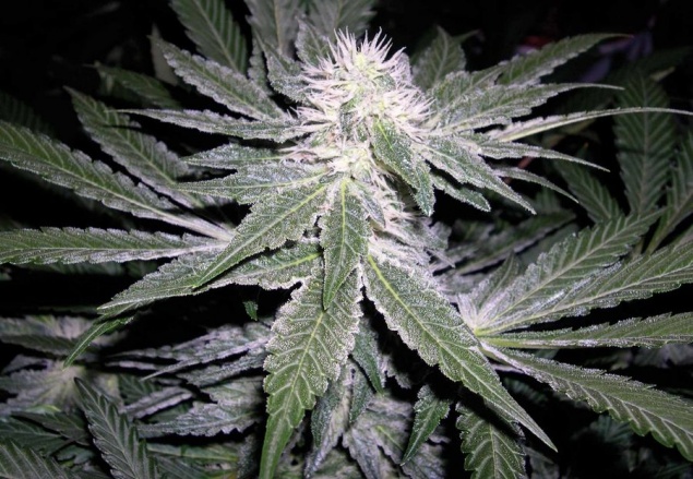 Полицейские Ачинска пресекли незаконный оборот наркотиков в крупном размере