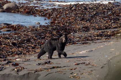 В Иркутской области медведь напал на пенсионерку