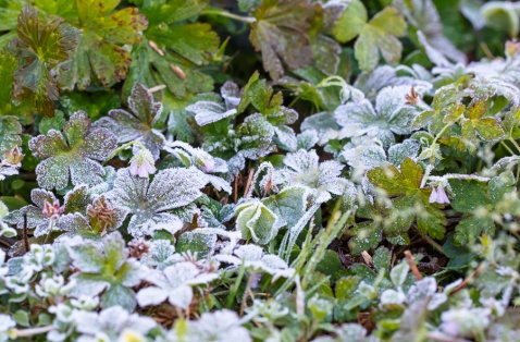 В Ачинск возвращаются заморозки