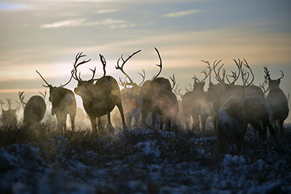 В якутской тундре расстреляли стадо оленей