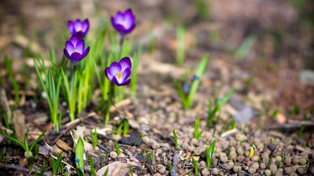 На выходных в Ачинск придут дожди и прохлада