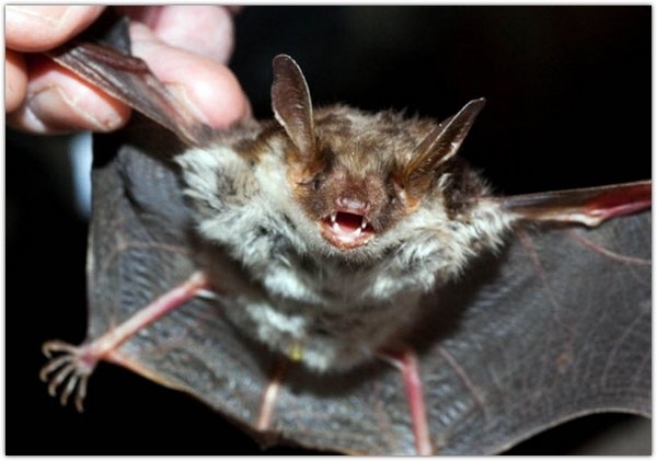 В закрытой для посещения хакасской пещере туристов покусали летучие мыши
