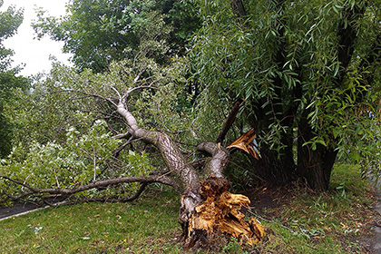 Подмосковная гроза убила человека