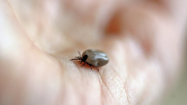 Время прививаться!