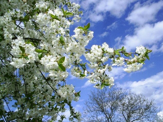 В администрации Ачинска утверждены мероприятия к 1 и 9 мая