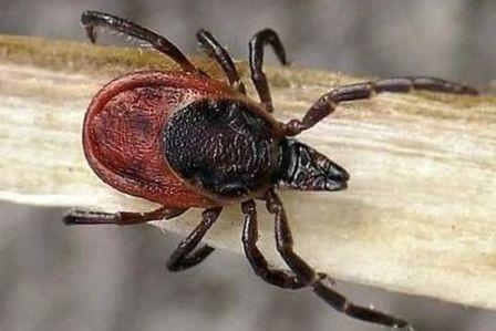 В Ачинске и Ачинском районе зарегистрированы первые случаи присасывания клещей