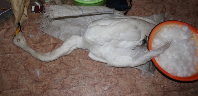 В Красноярском крае незаконно убили белого лебедя