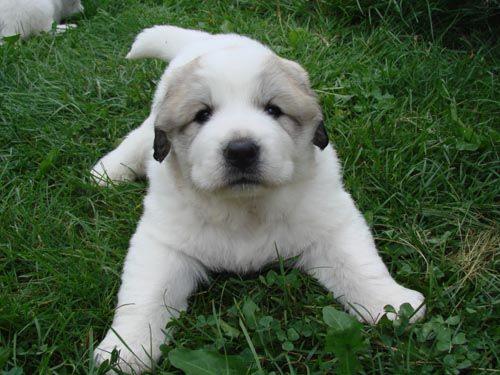 О правилах выгула домашних животных