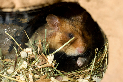 Найдена грабившая квартиры с помощью хомяка девочка