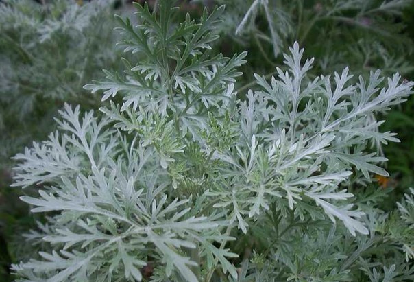 Натуральные удобрения с вашей грядки