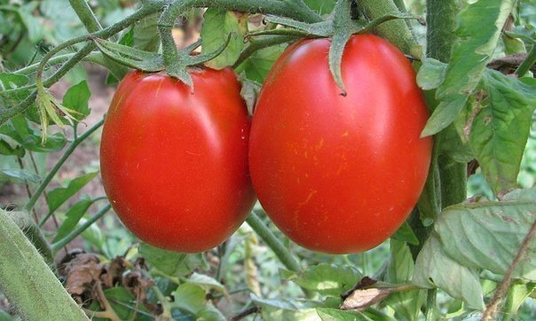 Как достичь высоких урожаев томатов при выращивании в теплице?