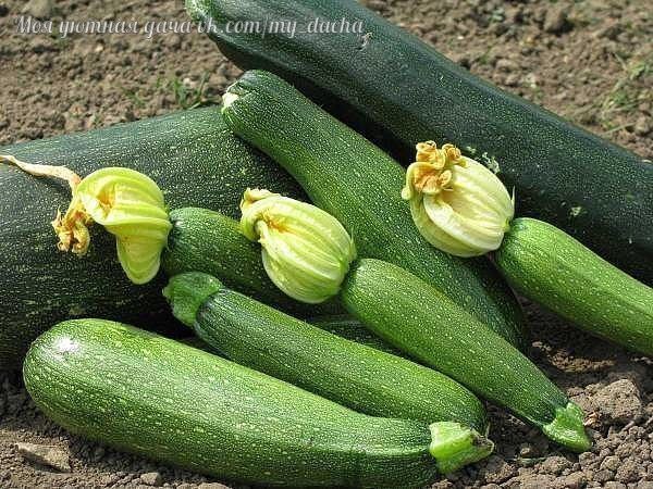 Как поливать кабачки в открытом грунте