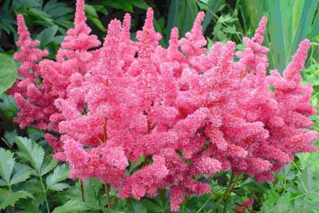 15 многолетников, которые цветут все лето