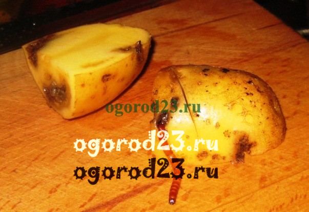 Как избавиться от проволочника, средства и способы борьбы с ним