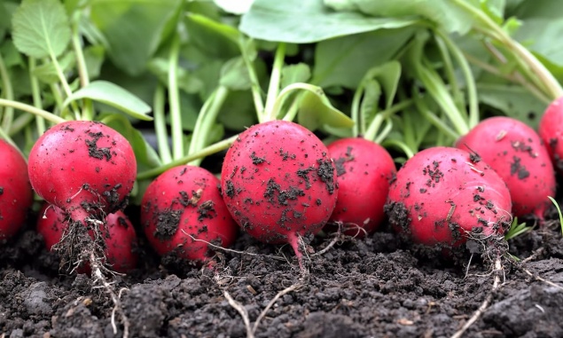 Полезные советы для дачного участка