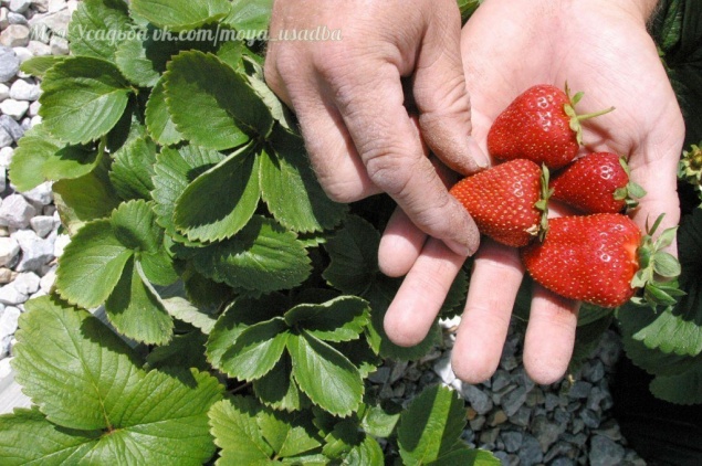 СОВЕТ САДОВОДАМ, КОТОРЫЕ СОБИРАЮТСЯ СМЕНИТЬ КЛУБНИЧНОЕ МЕСТО