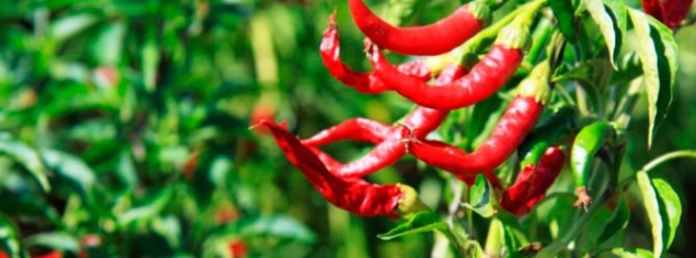Выращиваем острый перец в домашних условиях