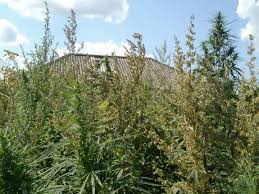 Коммерсантов оштрафовали за заросли конопли на заброшенном участке