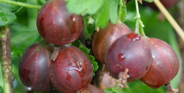 Как посадить и вырастить бесшипный крыжовник на своем участке