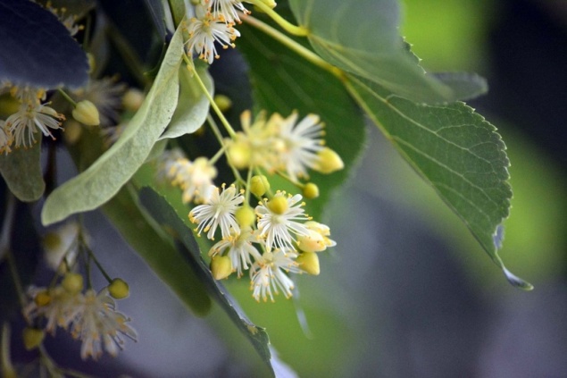 ОЧИЩАЕМ СОСУДЫ ОТ ХОЛЕСТЕРИНА САМОСТОЯТЕЛЬНО