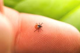 За неделю в Красноярске и крае выросло количество пострадавших от клещей