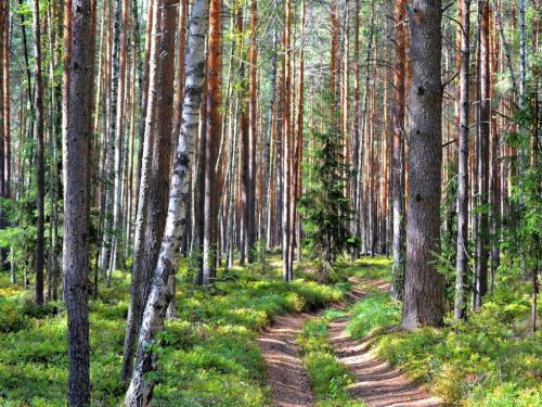 Ачинцам запрещено посещать лесные массивы в «красной зоне» ЧП