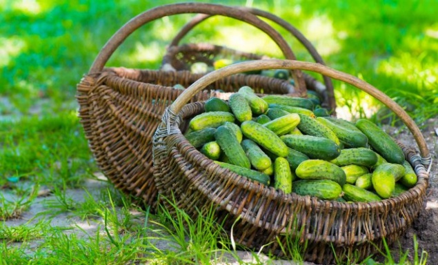 Как продлить плодоношение огурцов?