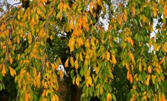 Уход за вишней осенью – 5 самых важных правил