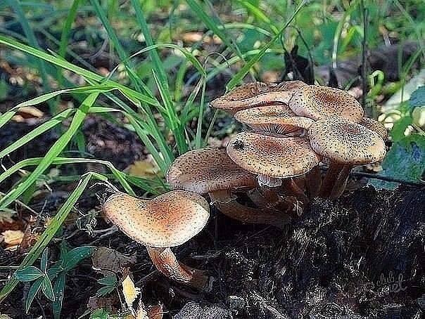 КАК ВЫРАСТИТЬ ОПЯТА НА ДАЧЕ