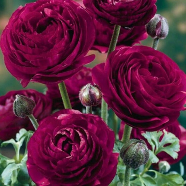 РАНУНКУЛЮС