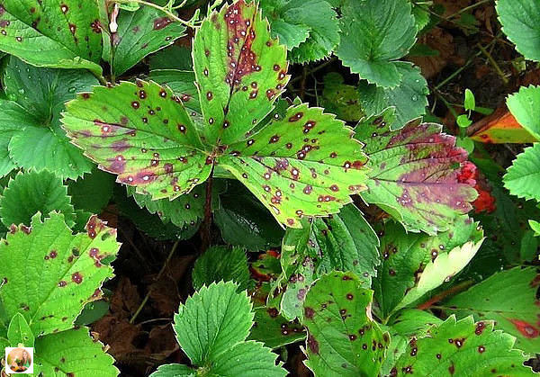 ЧЕМ ОПАСНА ДЛЯ КЛУБНИКИ БУРАЯ ПЯТНИСТОСТЬ И КАК С НЕЙ БОРОТЬСЯ