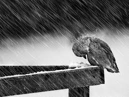 Синоптики предупреждают о сильном ветре