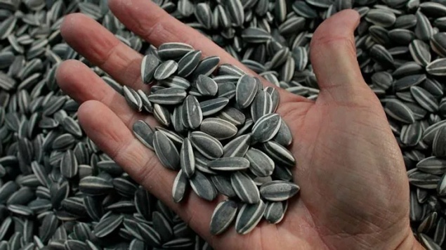 ПОЛЕЗНЫЕ СВОЙСТВА СЕМЕЧЕК ПОДСОЛНУХА