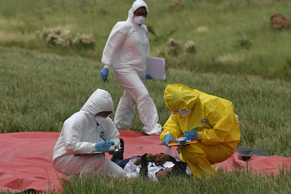 В ВОЗ допустили заражение коронавирусом двух третей населения Земли