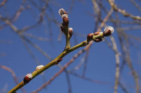 Синоптики предупредили красноярцев о ночных заморозках в эти выходные