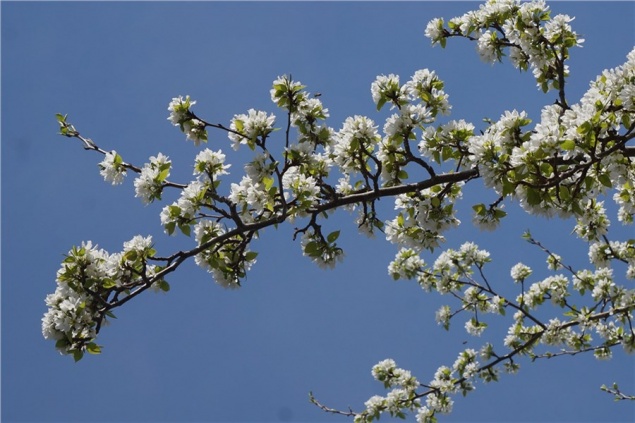 Из-за аномальной жары в Красноярском крае яблоня и черемуха зацвели раньше обычного
