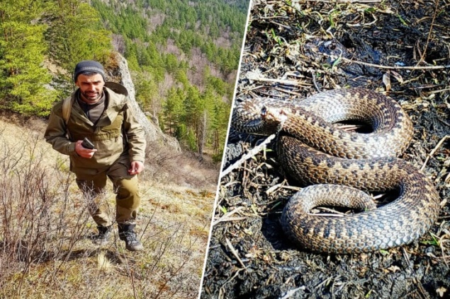 Не только клещи: красноярца укусила гадюка на Торгашинском хребте
