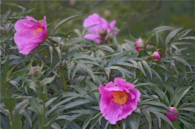 На юге Красноярского края слишком рано зацвели редкие пионы