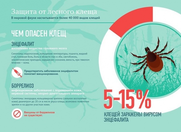 «Не менее опасно, чем коронавирус»: в красноярском нацпарке «Столбы» нашествие клещей