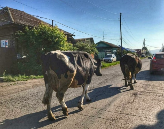 Красноярских водителей предупредили о непредсказуемых животных на дорогах