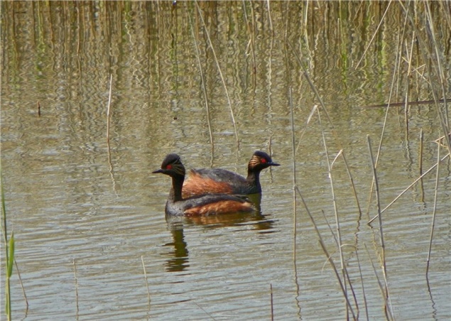 На юге Красноярского края сфотографировали краснокнижную черношейную поганку