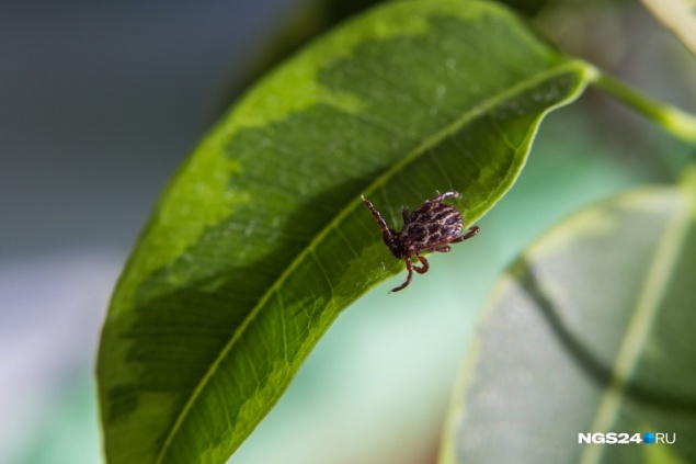 В крае активизировались степные клещи: как отличить от обычного и чем они могут заразить
