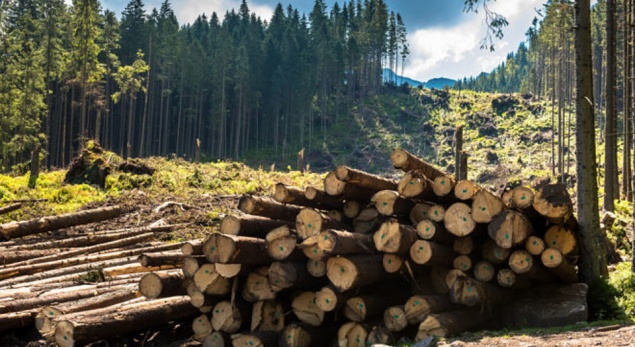 Суд не стал лишать свободы бывшего депутата Тюхтетского района за вырубку леса на 3 миллиона
