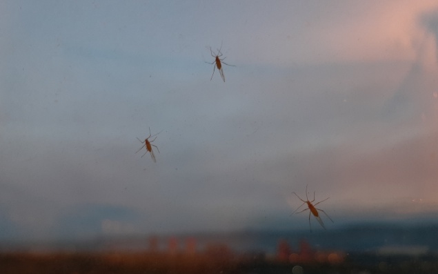 В Роспотребнадзоре прокомментировали нашествие мошек на красноярских улицах